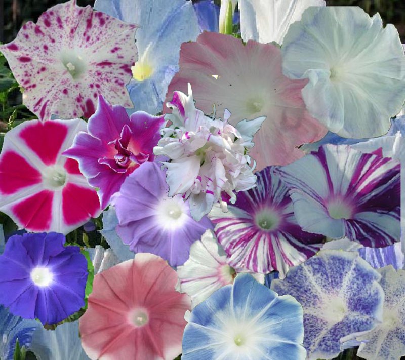 Image 0 of A Japanese Morning Glory *MIXED* Ipomoea Seed Assortment