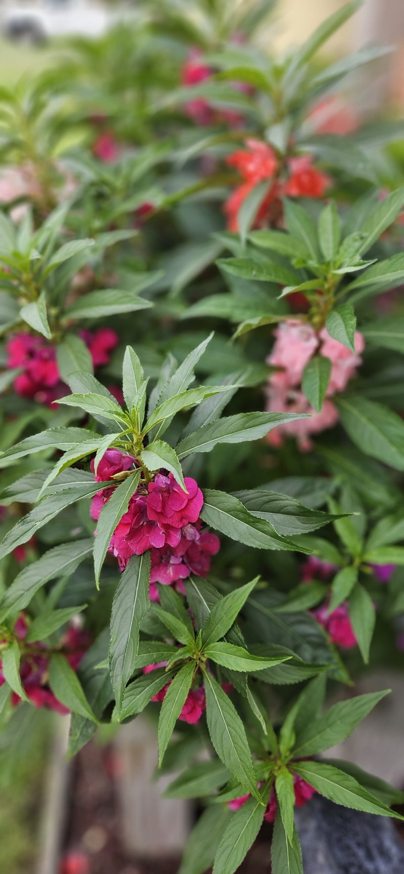 Impatiens Balsamina,Camellia-Flowered, Touch Me Not Impatiens Mixed Color Seeds
