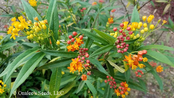 Image 3 of Butterfly Milk Weed: Mixed Scarlet & Gold (yellow/orange) Seeds *Monarchs*