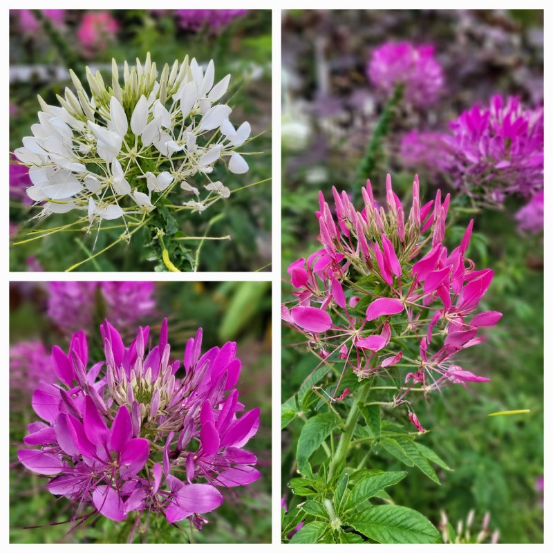 Cleome: Pink, Rose & Violet Queen Cleome hasslerana, Spider Flower Seed Mix
