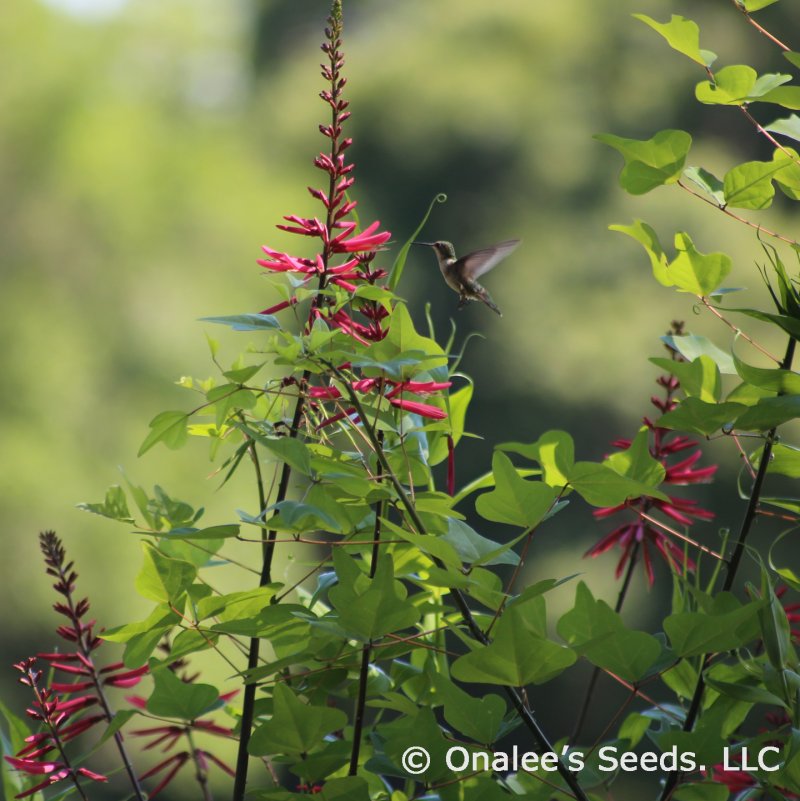 Image 2 of Coral Bean, Cardinal Spear or Cherokee Bean (Erythrina herbacea) Seeds