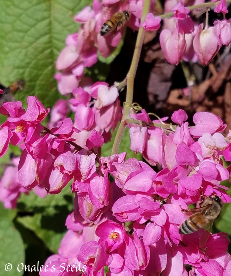 Image 3 of Coral Vine Seeds: PINK (Antigonon leptopus) AKA: Rosa De Montana,Queen's Wreath