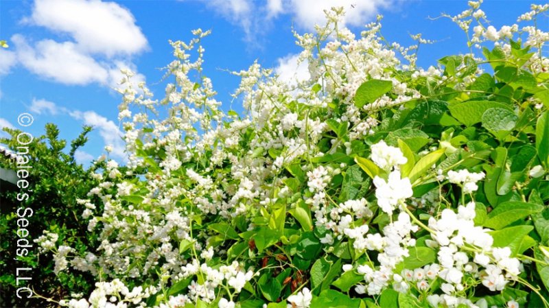 Coral Vine: WHITE Seeds (Antigonon leptopus ''ALBA''), Pollinator attractor!