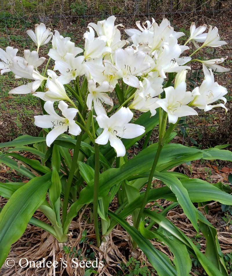 Image 4 of Crinum Lily: C. Jagus: St. Christopher Lily, Swamp Lily. White Blooming, Fragran
