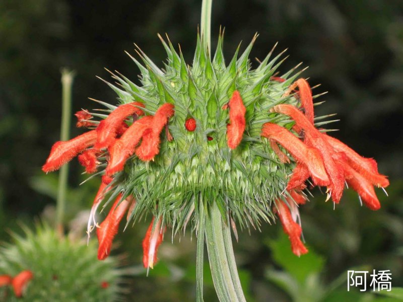 Lion's Ear (Leonotis nepetifolia), AKA: Devil's Pincushion, Seeds