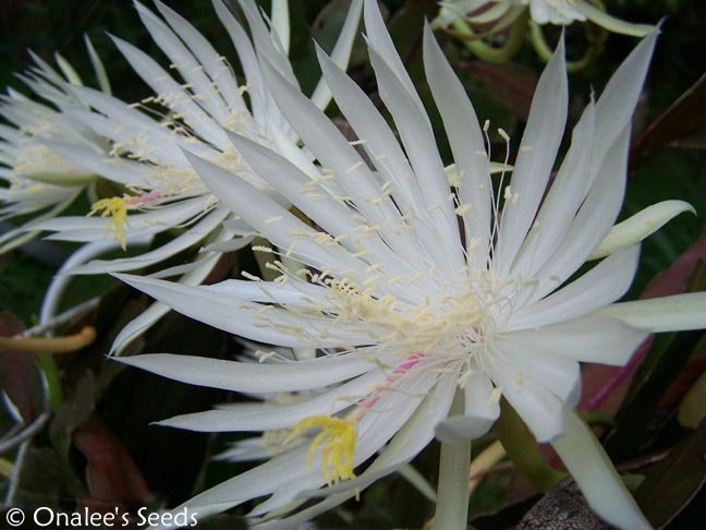 Night Blooming Cereus: Hooker's Orchid Cactus, Epiphyllum hookeri