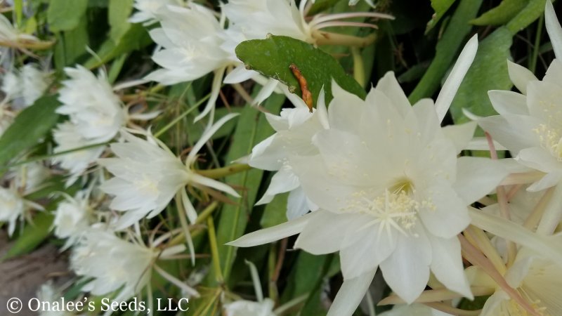 Night blooming Cereus, Orchid Cactus, Epiphyllum pumilum Cuttings