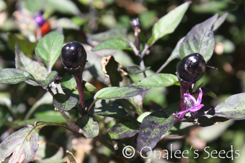 *HOT* Tabasco Pepper Seeds,  Capsicum frutescens. Make your own tabasco sauce! 