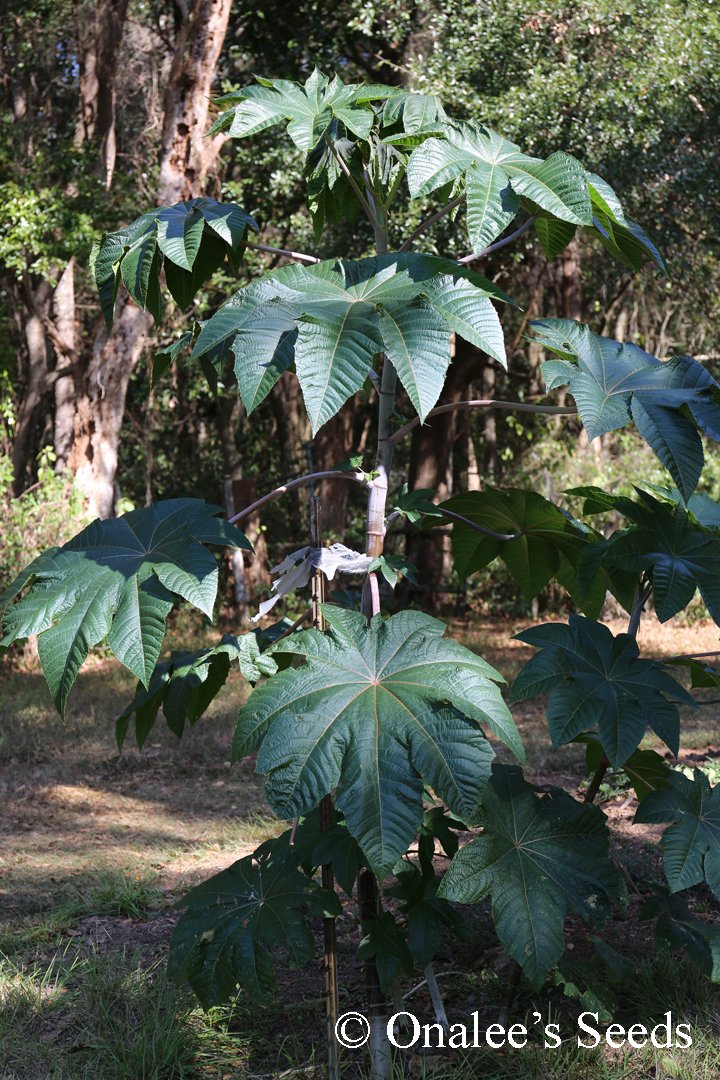 Image 0 of Castor Bean GIANT GREEN LEAVES Seeds. Fast Grower!  (Ricinus communis)