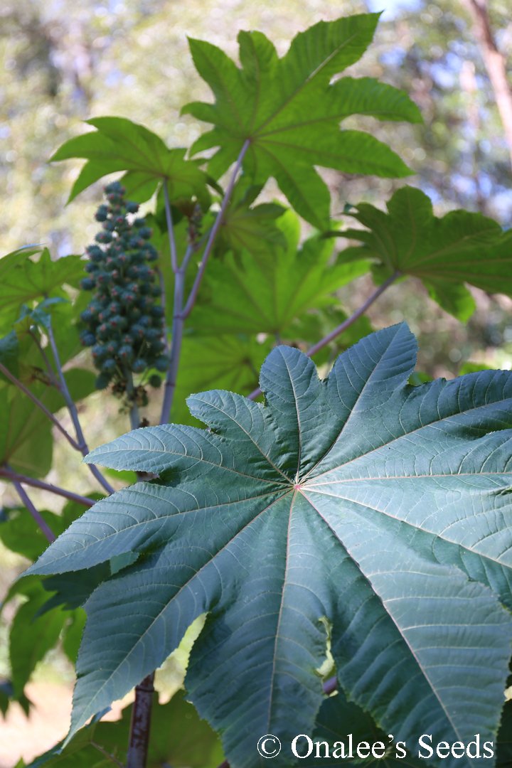 Image 1 of Castor Bean GIANT GREEN LEAVES Seeds. Fast Grower!  (Ricinus communis)