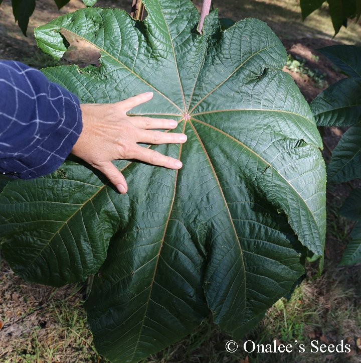 Image 2 of Castor Bean GIANT GREEN LEAVES Seeds. Fast Grower!  (Ricinus communis)