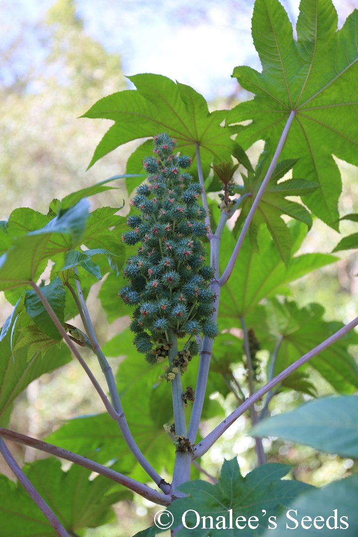 Image 4 of Castor Bean GIANT GREEN LEAVES Seeds. Fast Grower!  (Ricinus communis)