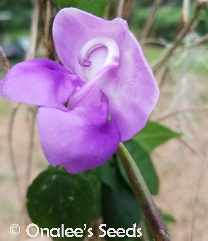 Purple Snail / Corkscrew Vine, Phaseolus giganteus / adenanthus, Vigna