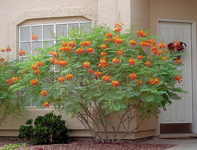 Yellow Pride of Barbados / Dwarf Poinciana Seeds. Flowering Bush/Tree