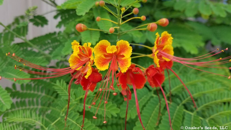 Image 1 of Pride of Barbados / Dwarf Poinciana Seeds. Flowering Bush/Tree red/orange  