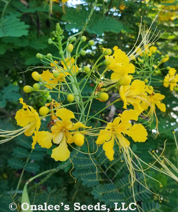 Yellow Pride of Barbados / Dwarf Poinciana Seeds. Flowering Bush/Tree