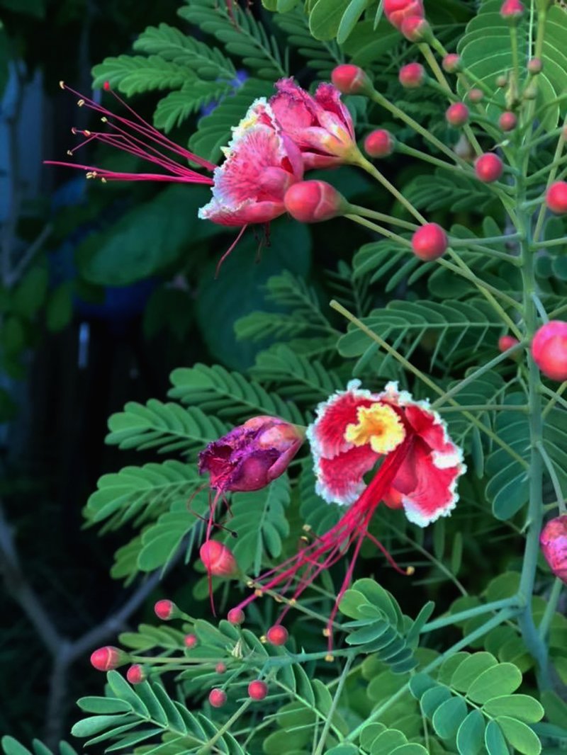 Pink Pride of Barbados / Dwarf Poinciana Seeds. Flowering Bush/Tree