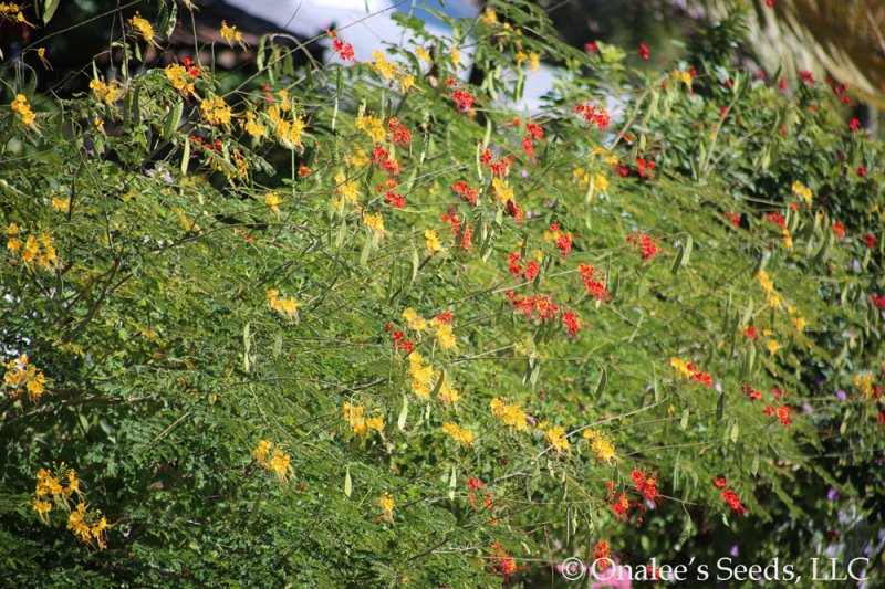 MIXED Red/Yellow Pride of Barbados / Dwarf Poinciana Seeds. Flowering Bush/Tree