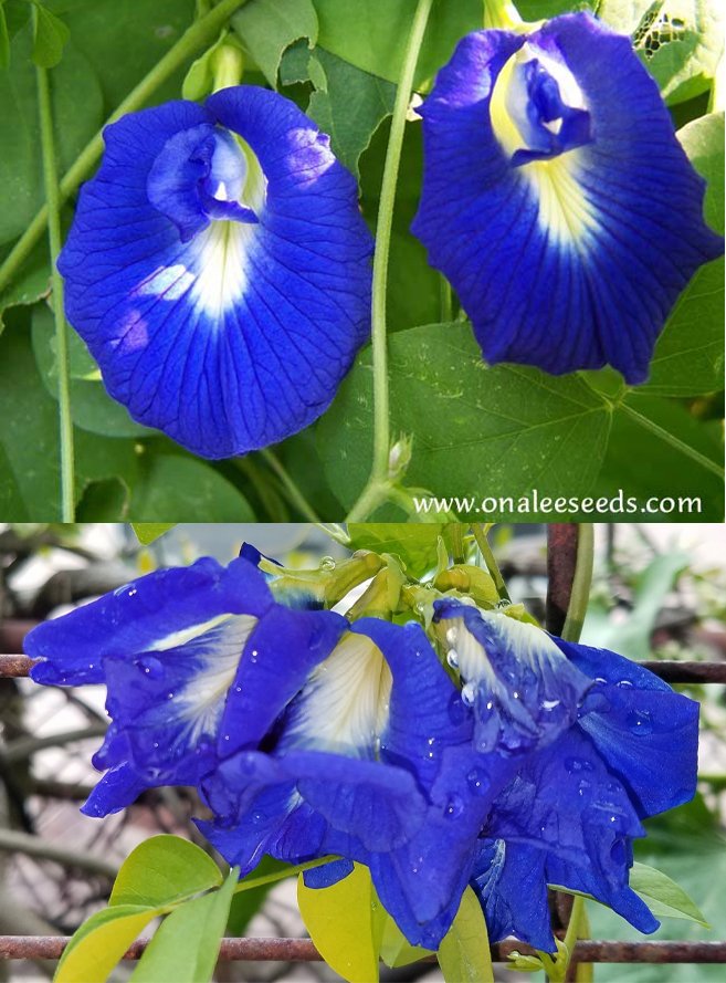 Butterfly Pea Vines: 50/50 mix of seeds for single and double BLUE blooms