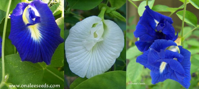 Butterfly Pea Vines: Mixed Seeds: Single & Double Blue and Single White Blooms