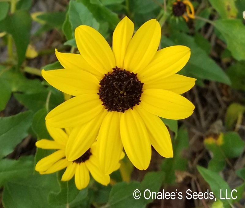 Beach / Dune Sunflower, Beach Daisy, (Helianthus debilis) Groundcover Seeds