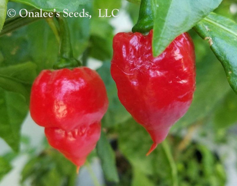 Red Carolina Reaper, Hottest Pepper in the World, Capsicum Seeds 