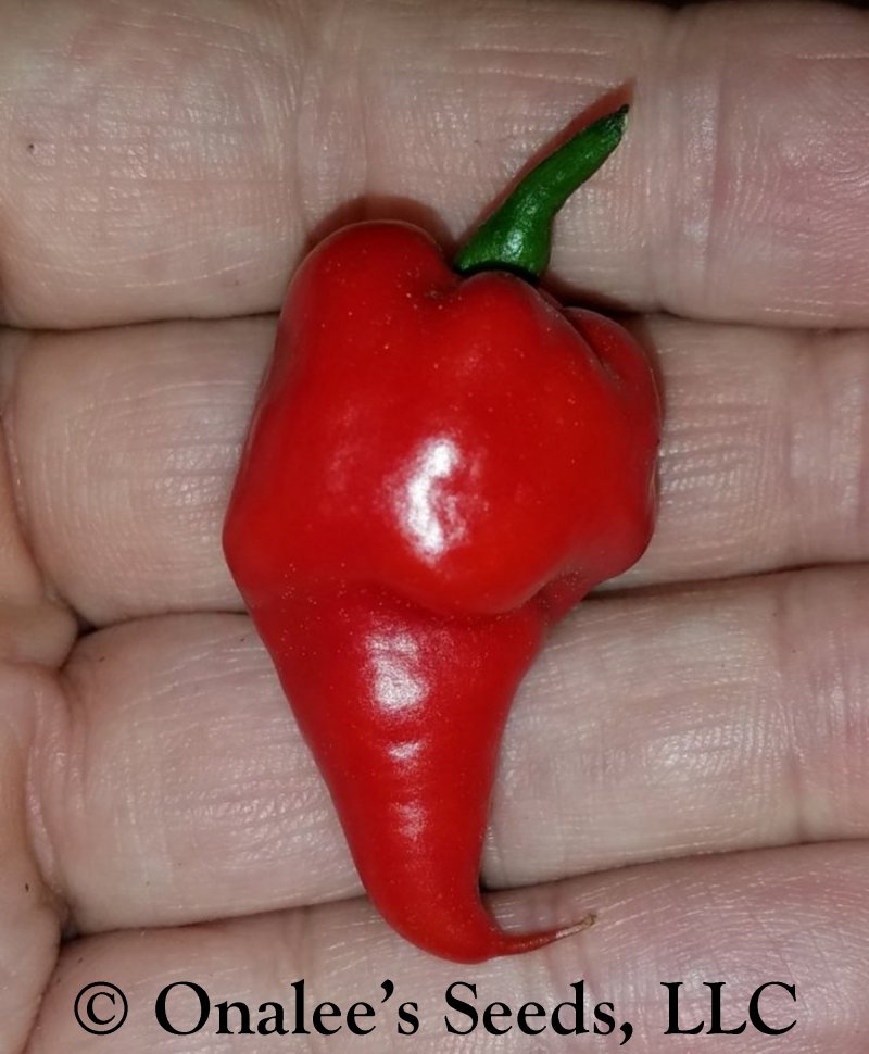 Image 2 of Red Carolina Reaper, Hottest Pepper in the World, Capsicum Seeds 