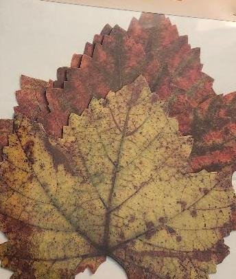 Image 1 of Paper Sisson Imports Crafts Parchment Paper French Fall Autumn Leaves Crafting