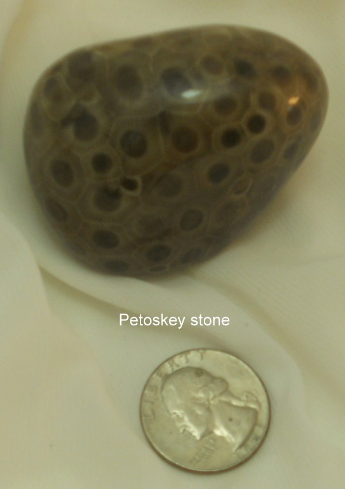 Petoskey stone specimen No. 23