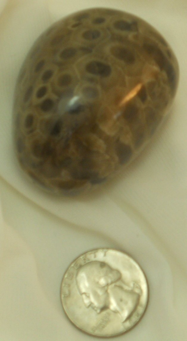 Petoskey stone No 23 view 2