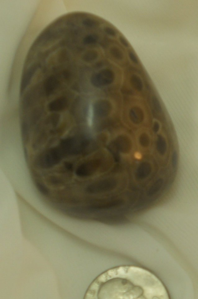 Petoskey stone No. 23 view 3