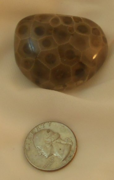 Michigan State stone, fossil
