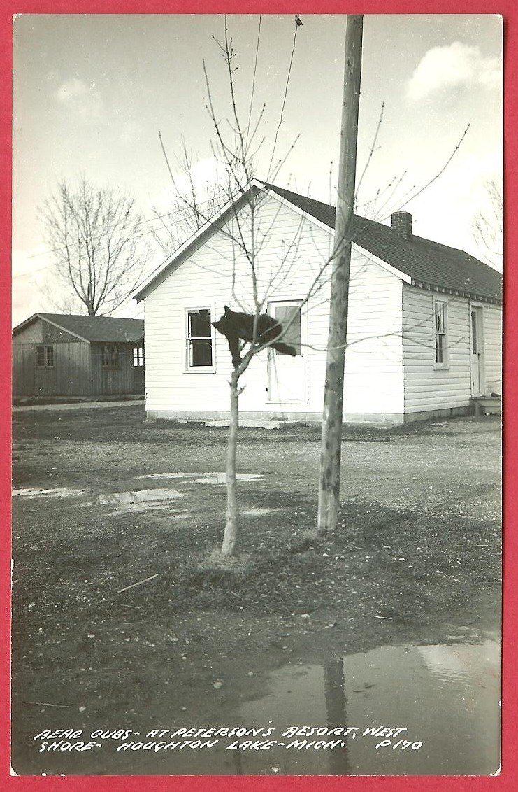 Bear Cub in Tree Peterson's