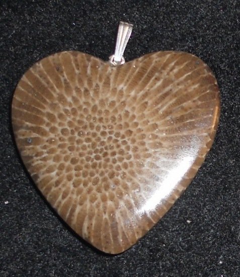 Charlevoix Stone Fossil Favosite