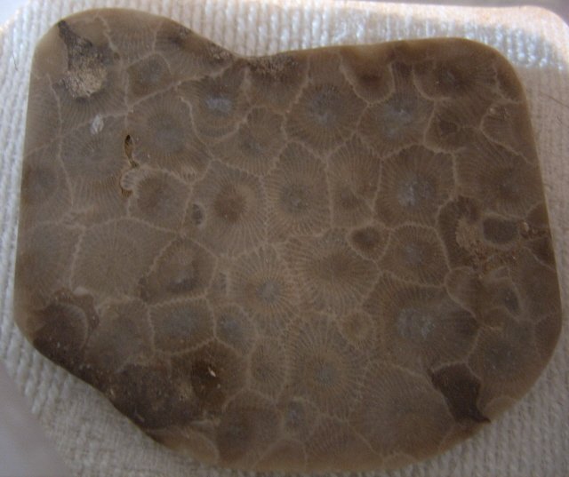 Image 0 of  Petoskey Stone Speciman Fossil Coral Michigan Nice BJs