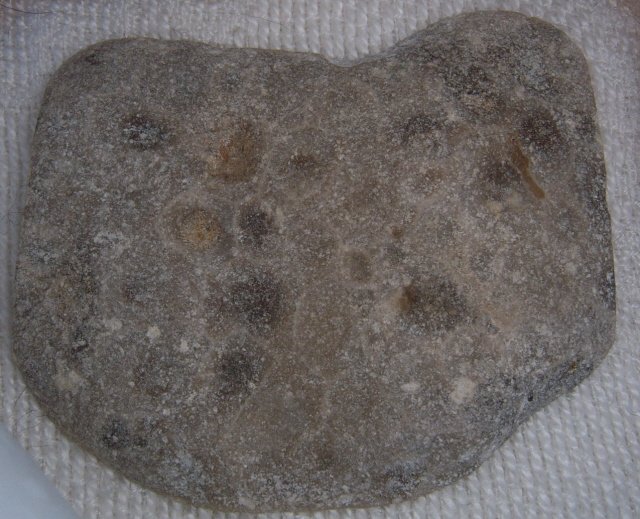 Image 1 of  Petoskey Stone Speciman Fossil Coral Michigan Nice BJs