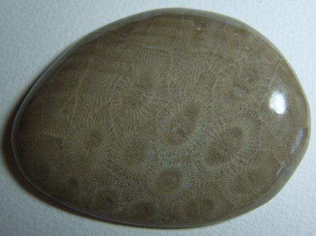 Image 0 of  Petoskey Stone Speciman Fossil Coral Michigan Nice Paperweight BJs