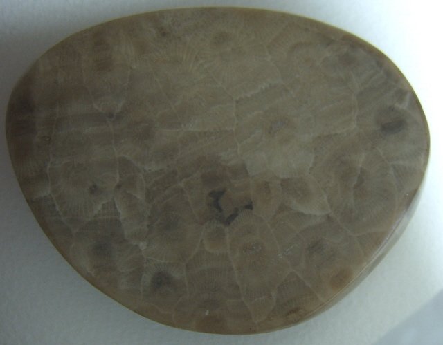Image 1 of  Petoskey Stone Speciman Fossil Coral Michigan Nice Paperweight BJs