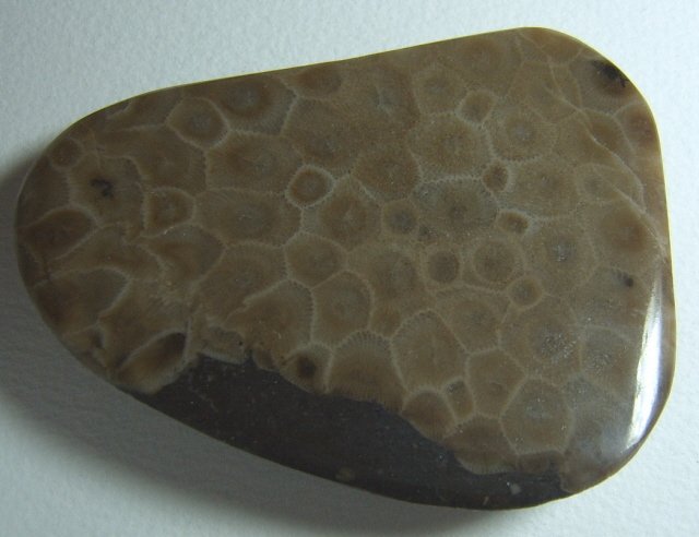 Image 0 of  Petoskey Stone Speciman Fossil Coral Michigan Nice BJs