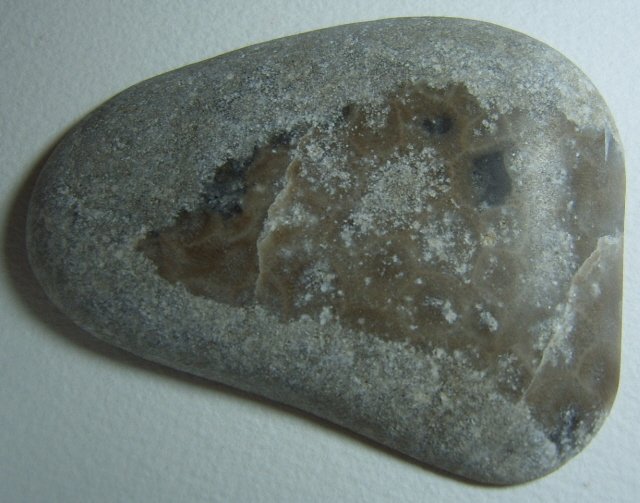 Image 1 of  Petoskey Stone Speciman Fossil Coral Michigan Nice BJs