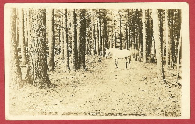 Image 0 of Rose City Mi Postcard Whispering Pine Trail Horse 1916 RPPC