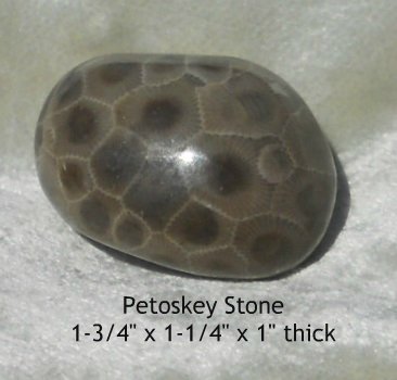  Petoskey Stone Specimen Fossil Coral Michigan Mi BJs No 36