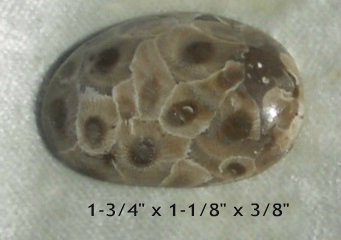  Petoskey Stone Specimen Fossil Coral Michigan Mi BJs No 32