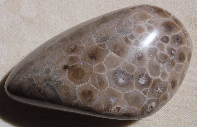 Petoskey Stone