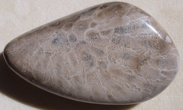 Petoskey stone back