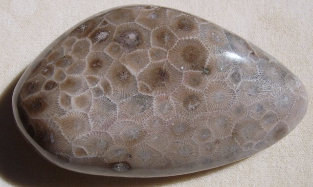 Image 1 of  Petoskey Stone Specimen Fossil Coral Michigan Nice BJs