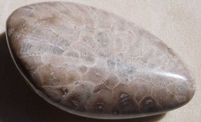 Petoskey stone back