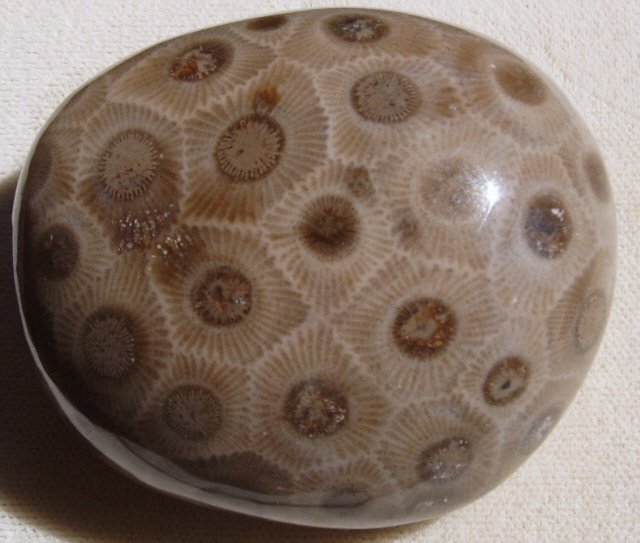 Petoskey stone