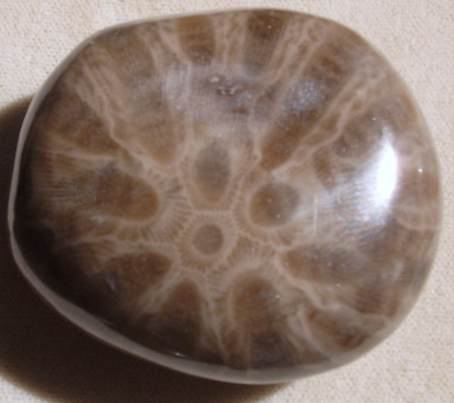 Petoskey stone back