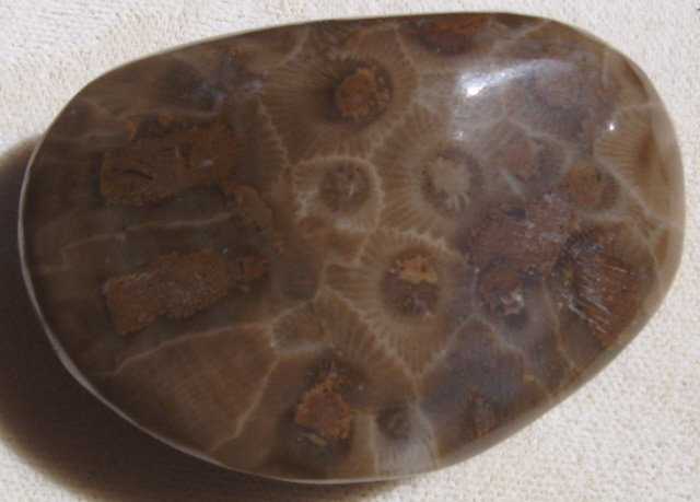 Petoskey stone back